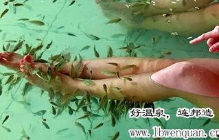 爆料哥吃青花椒鱼视频大全,爆料哥带你品尝正宗青花椒鱼风味